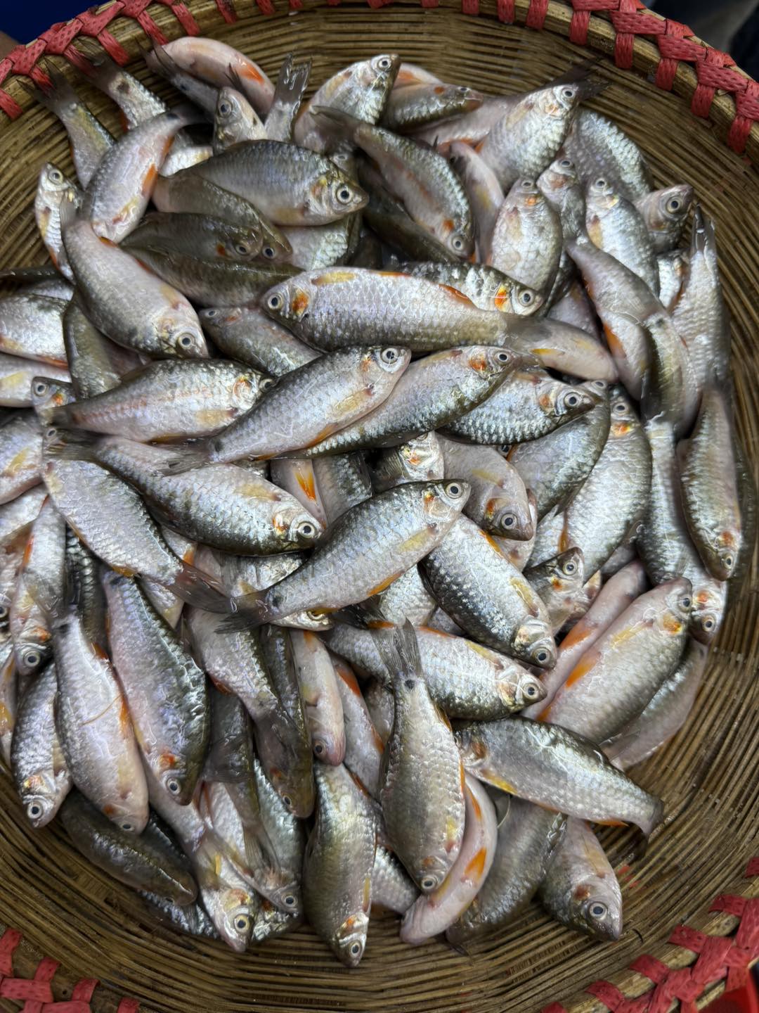 দেশি পুটি রেগুলার সাইজ