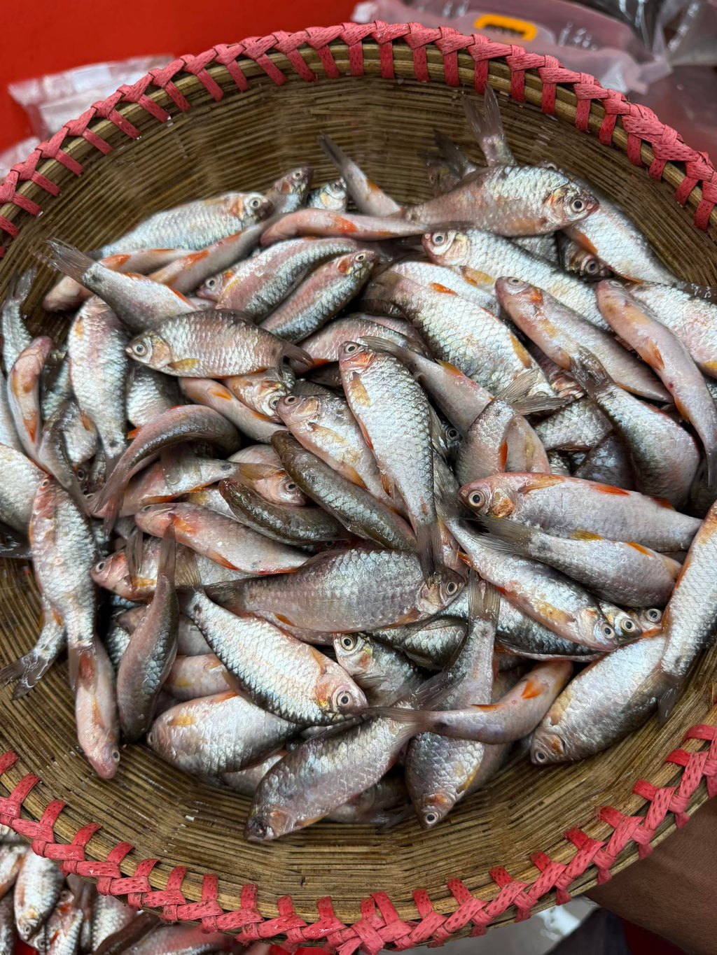 দেশি পুটি রেগুলার সাইজ