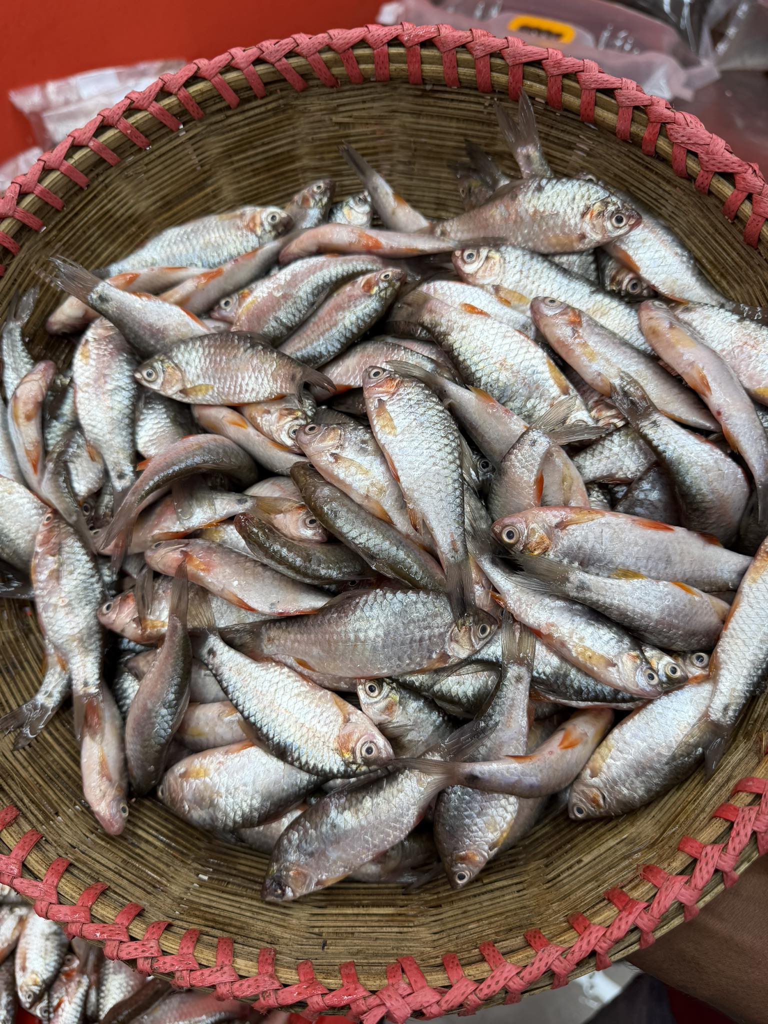 দেশি পুটি রেগুলার সাইজ