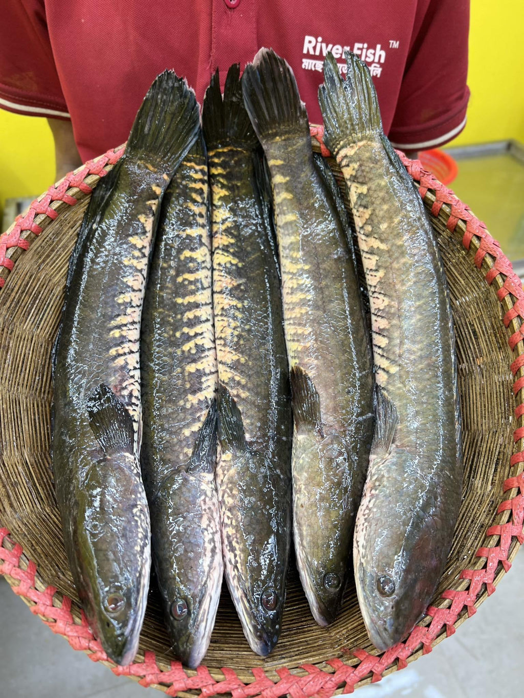 দেশি শোল ৪০০/৫০০ গ্রাম সাইজ