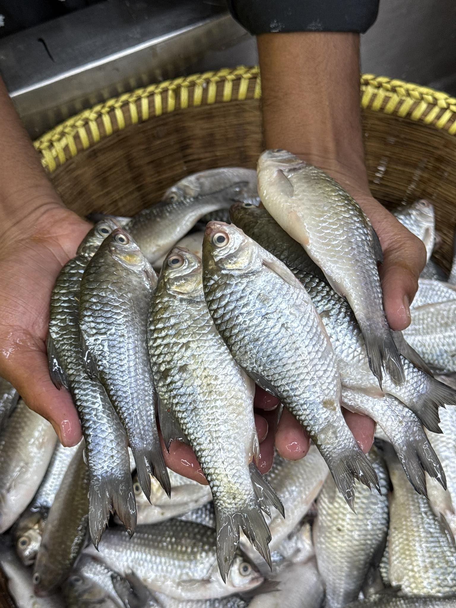 কিশোরগঞ্জের হাওরের দেশি স্বরপুটি বড় সাইজ