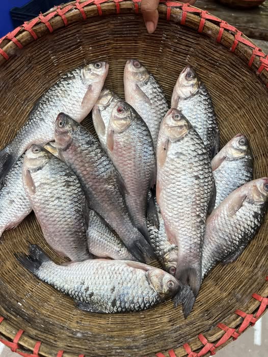 কিশোরগঞ্জের হাওরের দেশি স্বরপুটি বড় সাইজ