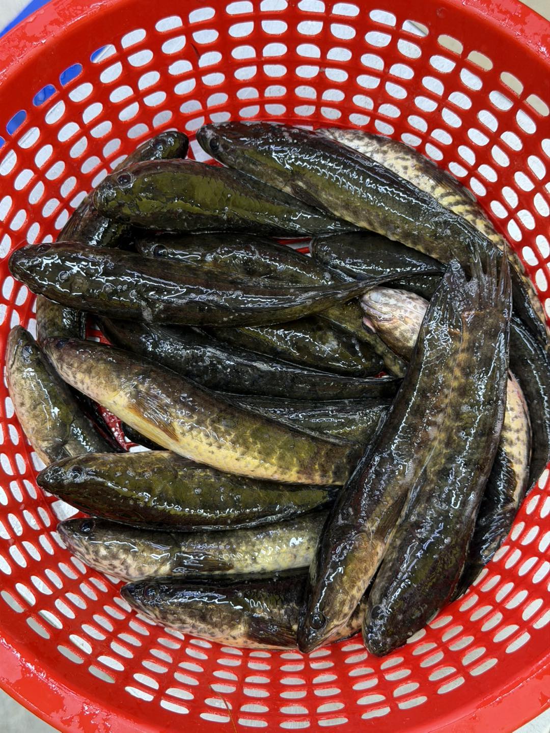 বিলের দেশি টাকি মাছ মিক্সড সাইজ