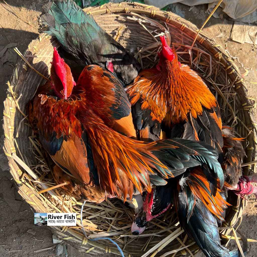 দেশি রাতা মোরগ, গ্রামের দেশি রাতা মোরগ