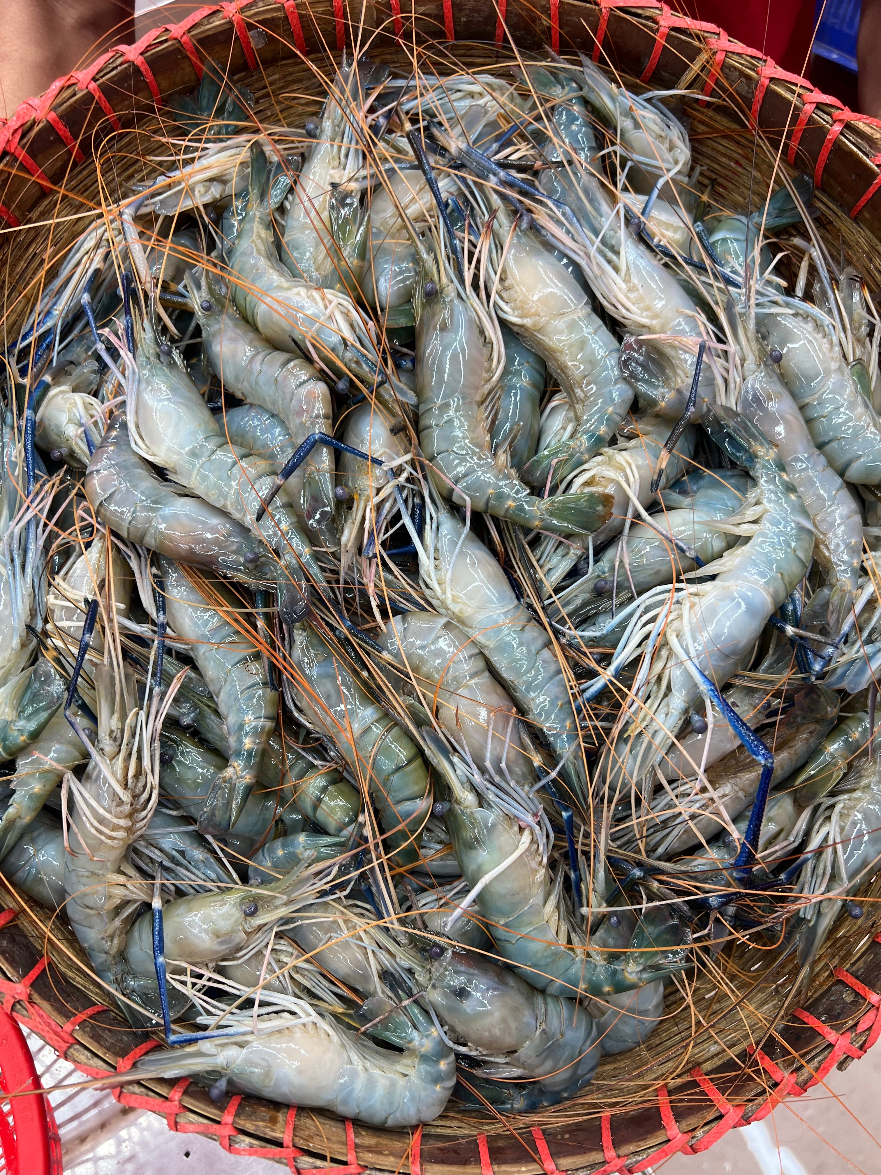 গলদা ৩০-৪০ পিসে কেজি