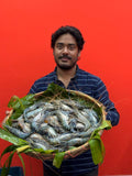 গলদা (১০-১৩ পিসের) ১ কেজি