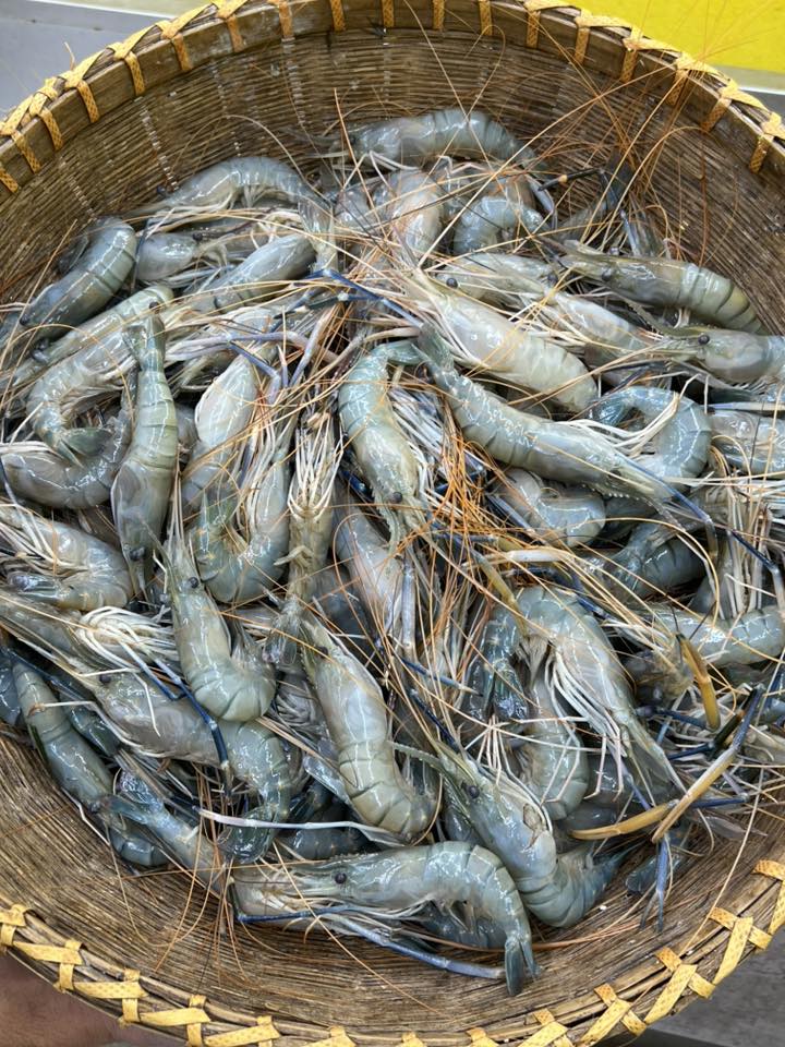 গলদা ৩০-৪০ পিসে কেজি