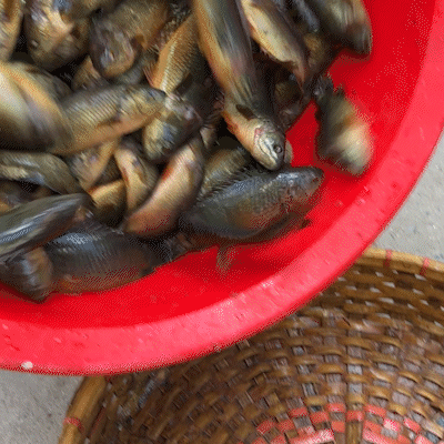 বিলের দেশি কই ছোট সাইজ (কেজিতে ২৫-৩০পিস)