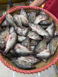 হাওরের মেনি মাছ (কেজিতে ২০/২৫ পিস)