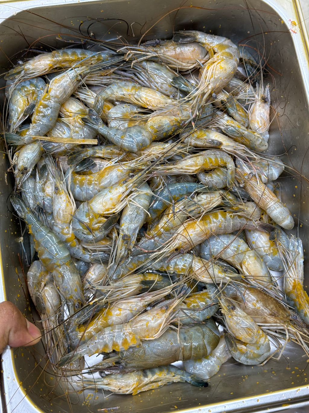 নদীর ডিমা চিংড়ি