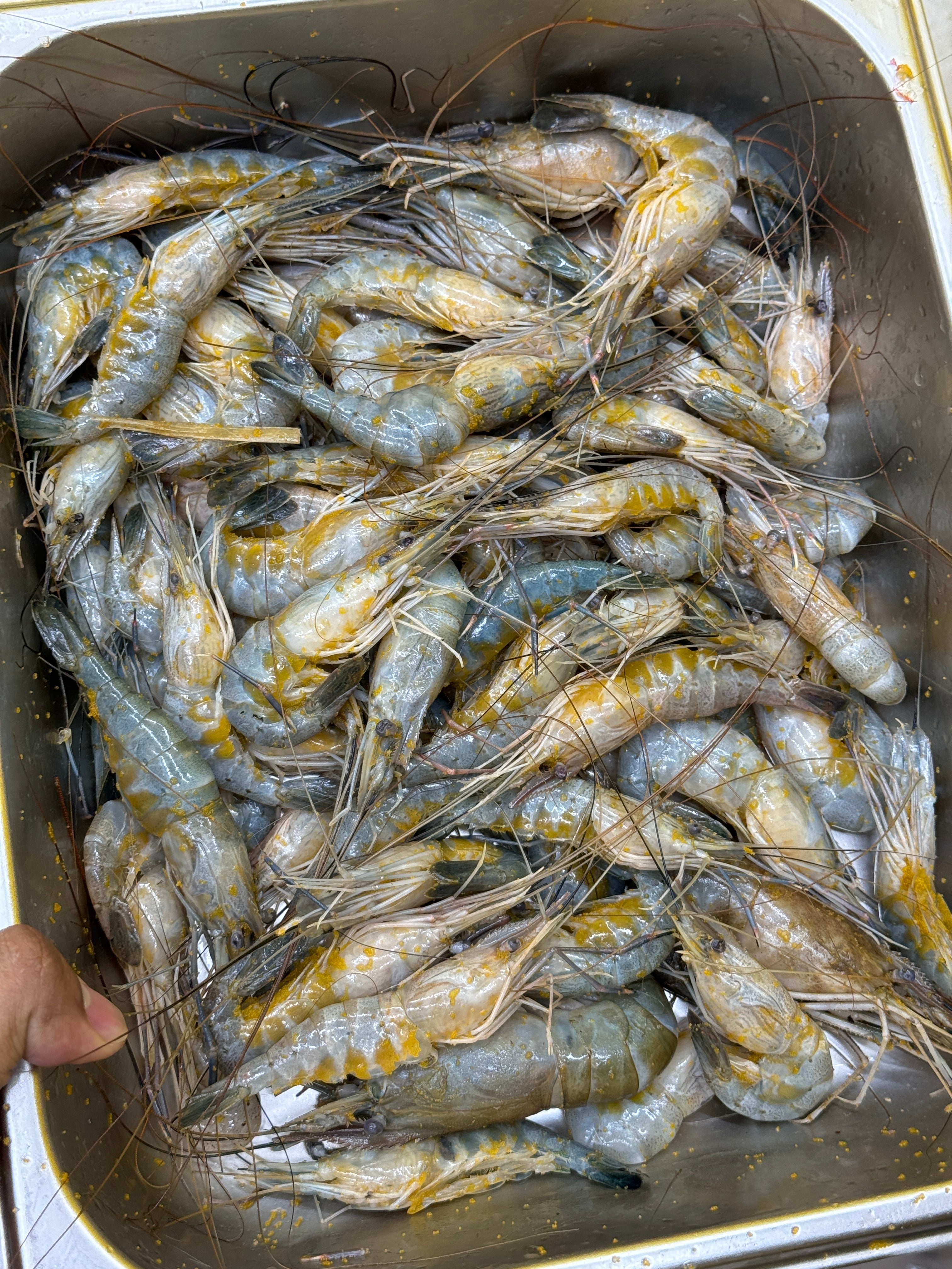 নদীর ডিমা চিংড়ি