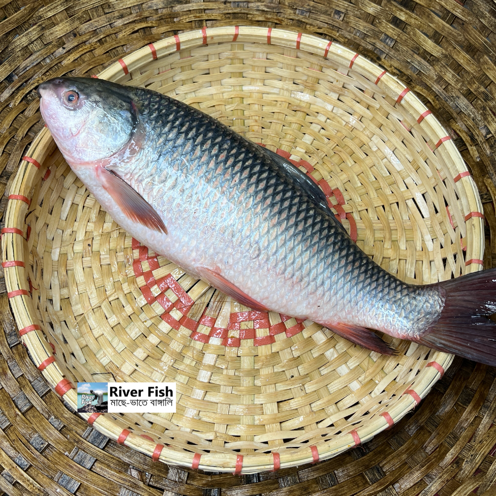 নদীর রুই- তিন থেকে সারে ৩ কেজি সাইজ পারকেজি- ৫৯০/-