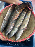 দেশি শোল ৪০০/৫০০ গ্রাম সাইজ