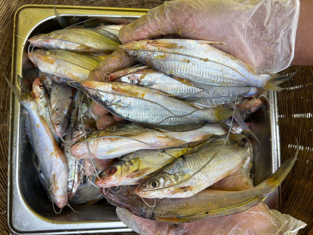 নদীর গুলশা রেগুলার সাইজ