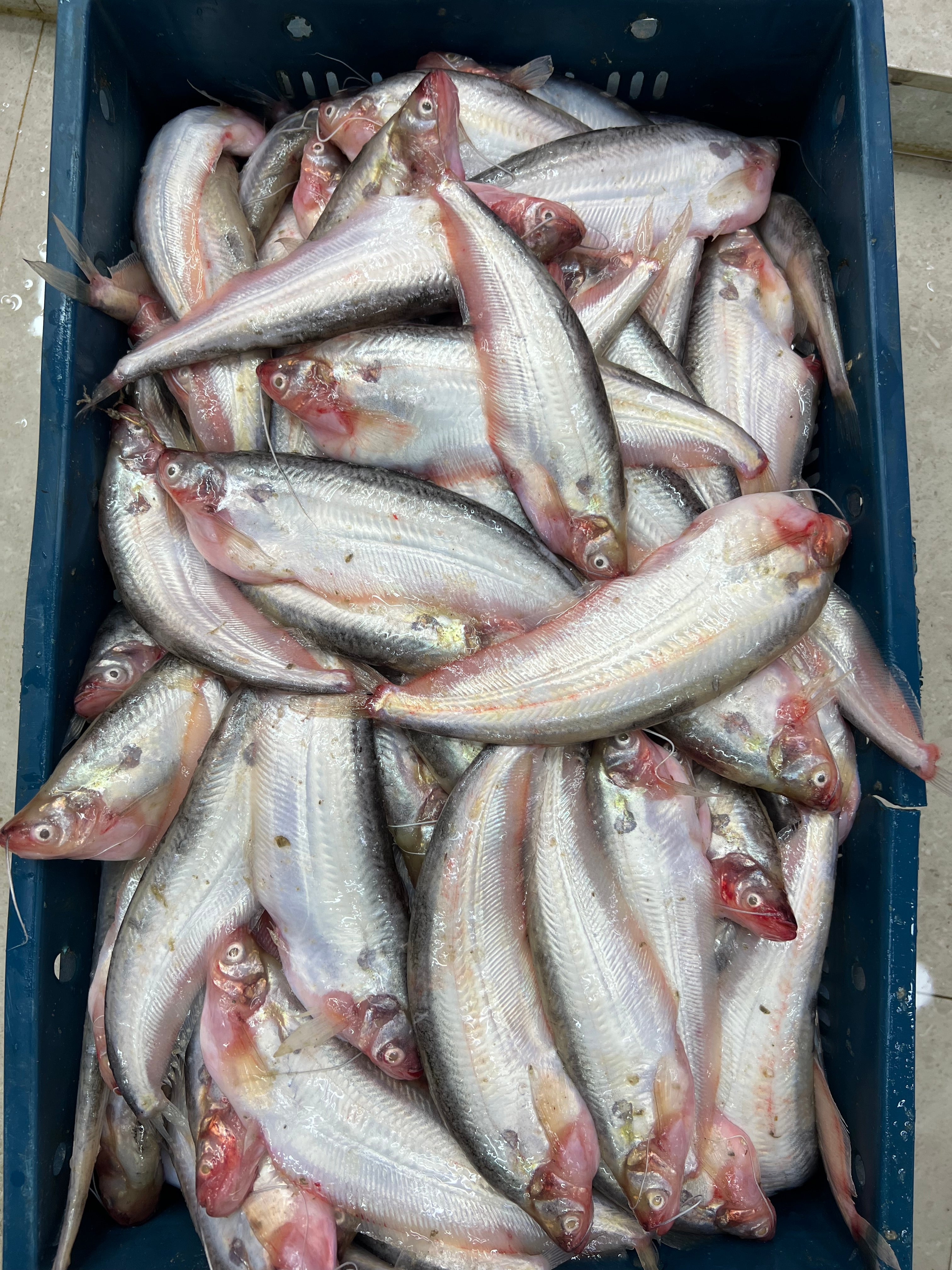 পাবদা (কেজিতে ১৫ থেকে ১৮ পিস)