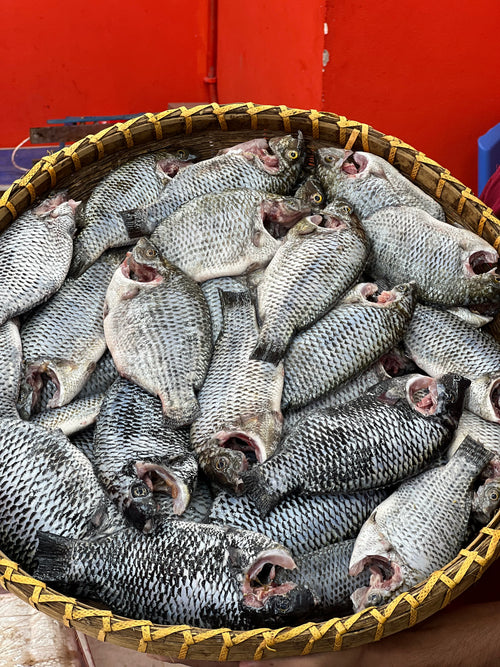 (প্রি-অর্ডার বুকিং - ডেলিভারি টাইম ৭ দিন) সুন্দরবন কেন্দ্রিক উপকূলীয় খালের তেলাপিয়া মাছ