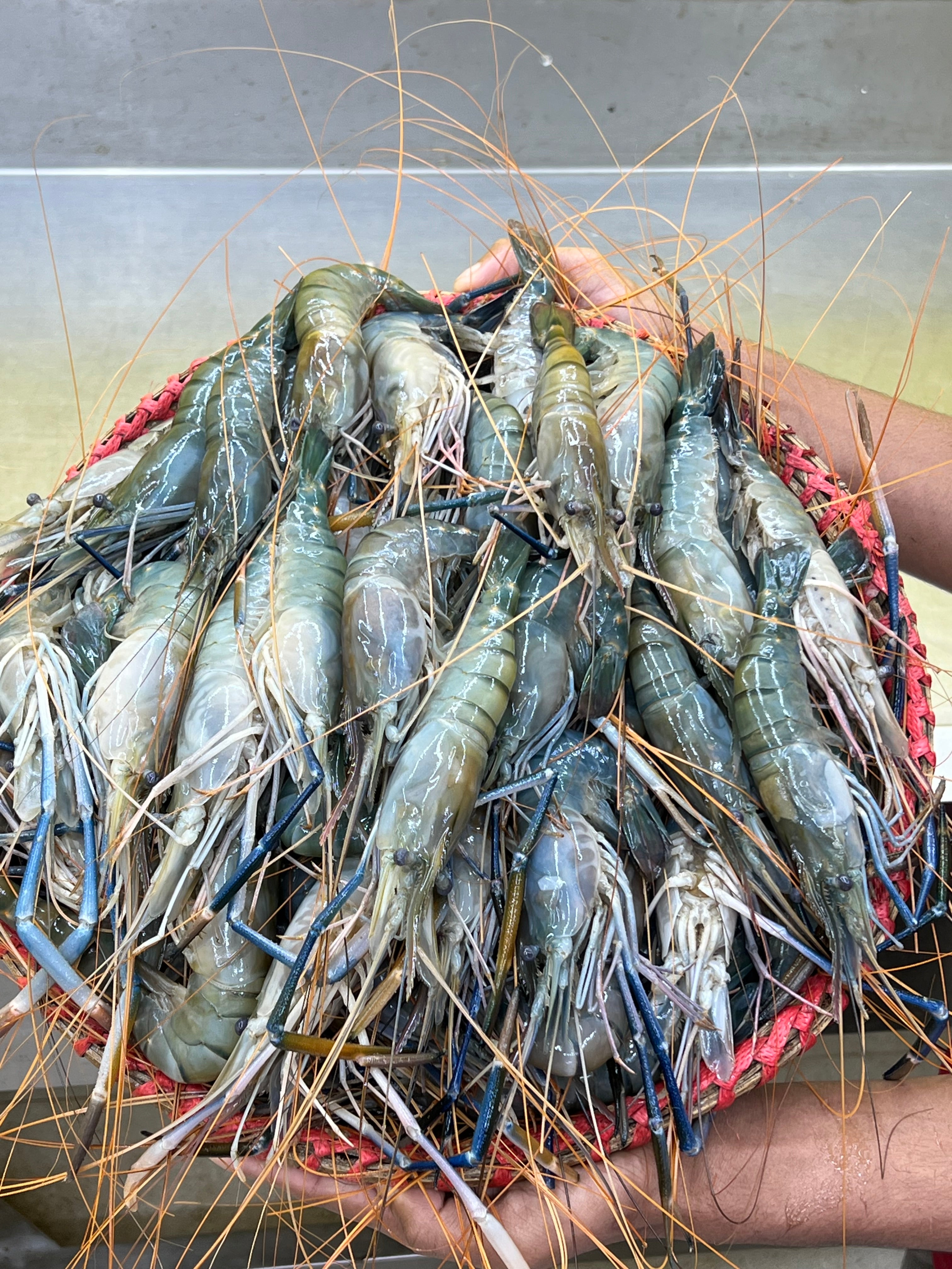 গলদা  ২০/২৫ পিসে কেজি