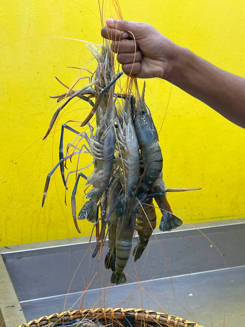 গলদা (১০-১৩ পিসের) ১ কেজি