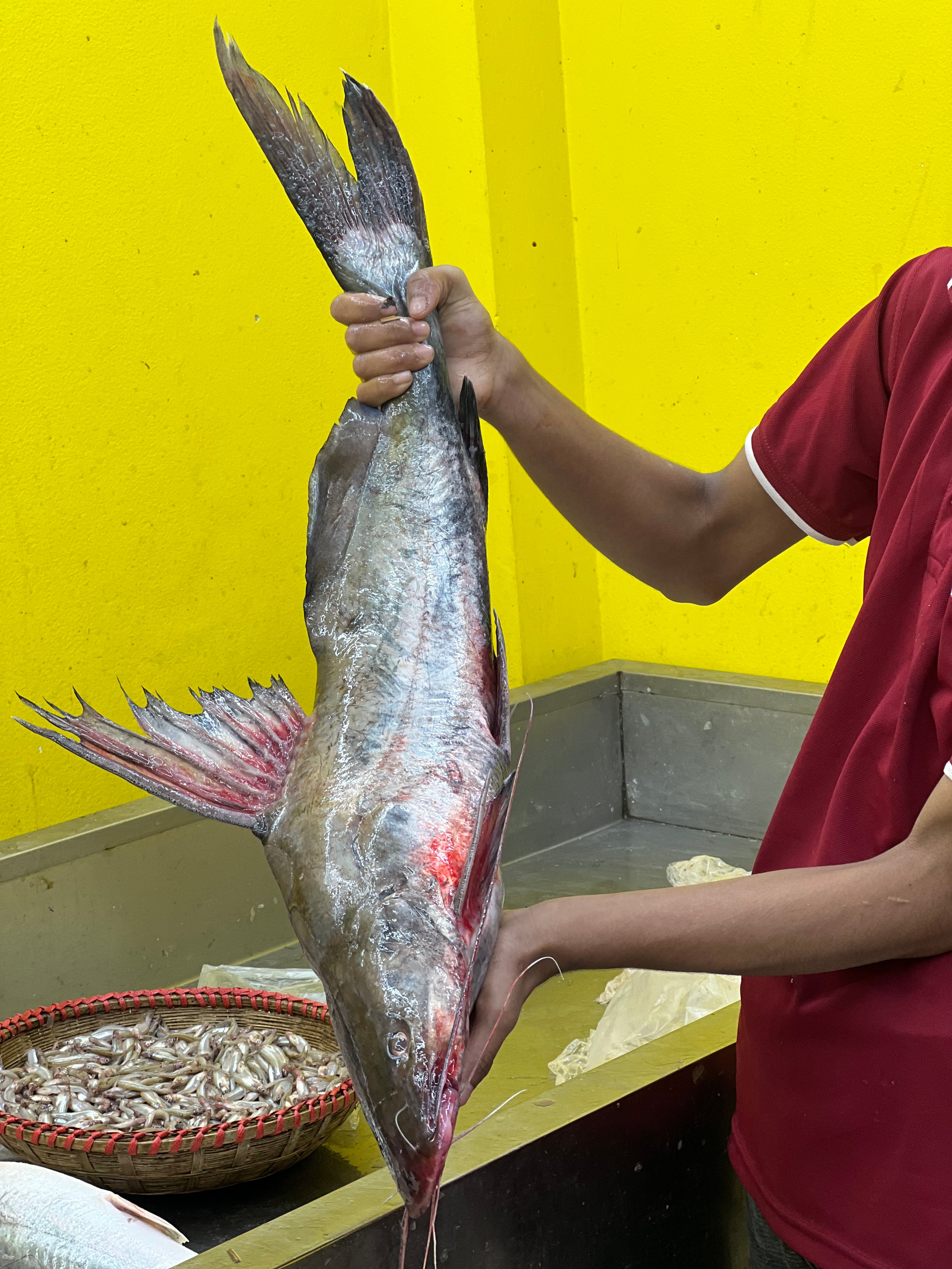 কিশোরগঞ্জের ধনু নদীর আইড় ৭ কেজি প্লাস সাইজ পারকেজি ২১০০/-
