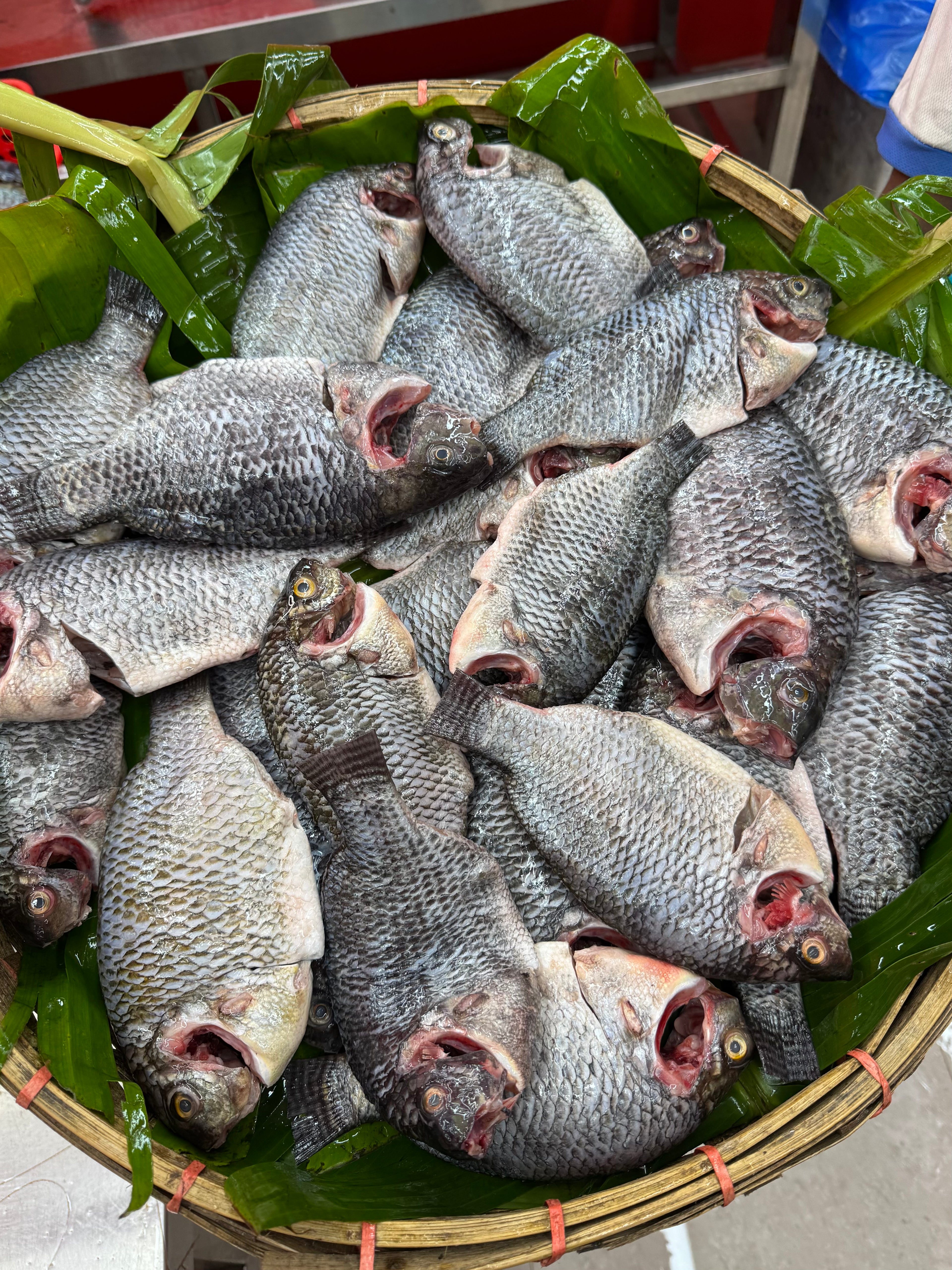 (প্রি-অর্ডার বুকিং - ডেলিভারি টাইম ৭ দিন) সুন্দরবন কেন্দ্রিক উপকূলীয় খালের তেলাপিয়া মাছ