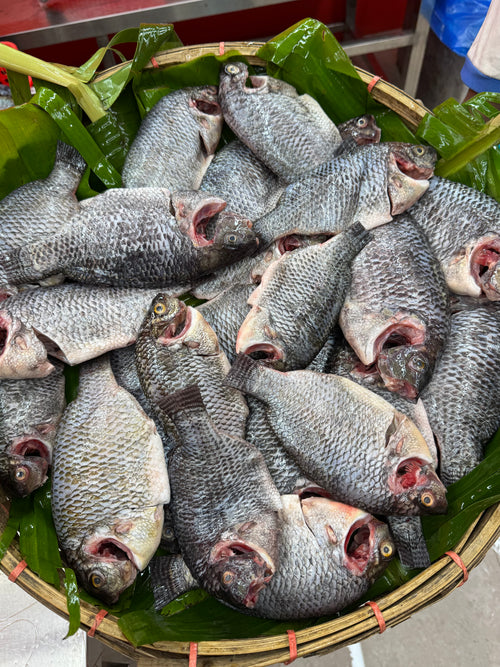 (প্রি-অর্ডার বুকিং - ডেলিভারি টাইম ৭ দিন) সুন্দরবন কেন্দ্রিক উপকূলীয় খালের তেলাপিয়া মাছ