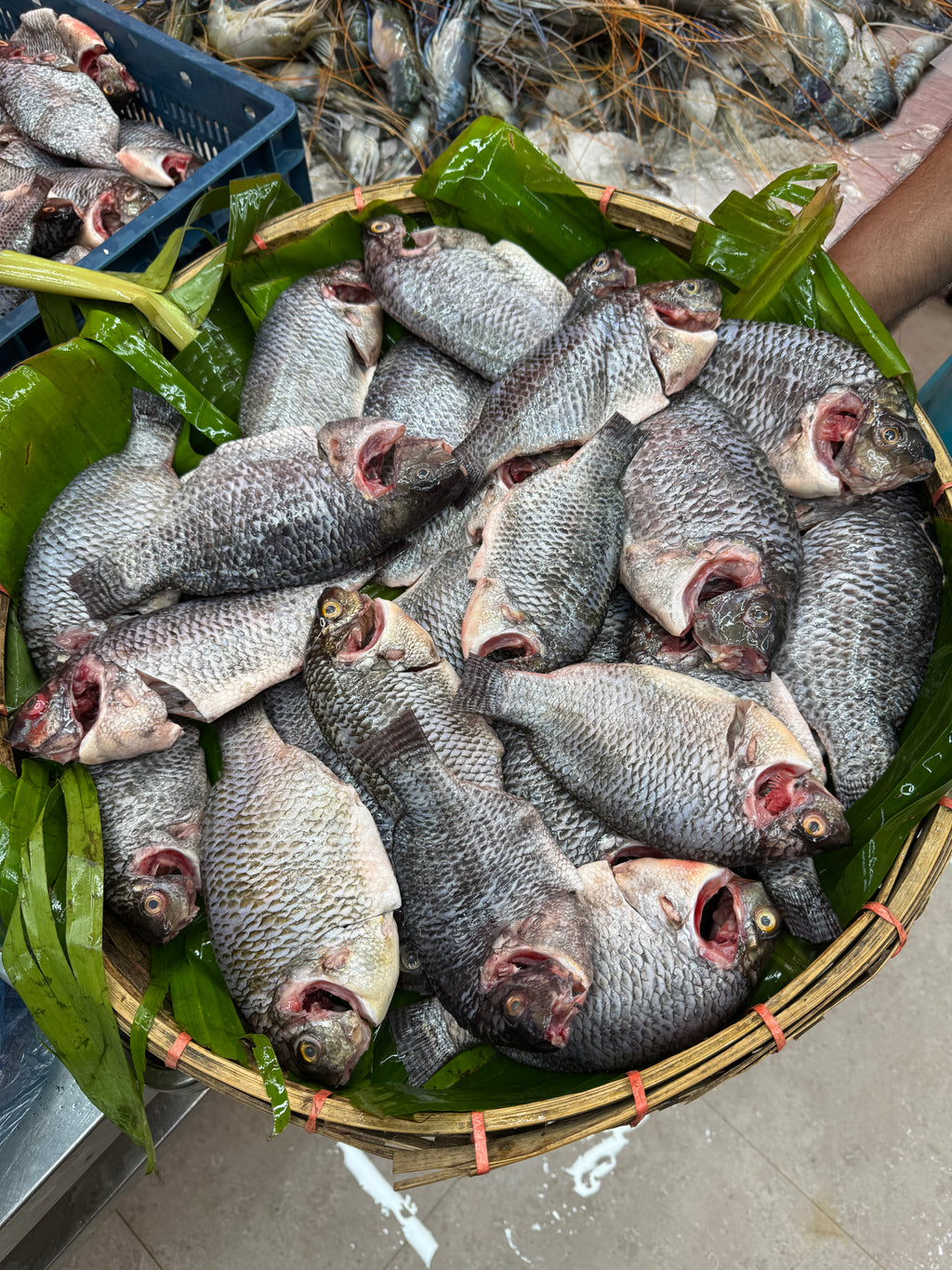 (প্রি-অর্ডার বুকিং - ডেলিভারি টাইম ৭ দিন) সুন্দরবন কেন্দ্রিক উপকূলীয় খালের তেলাপিয়া মাছ