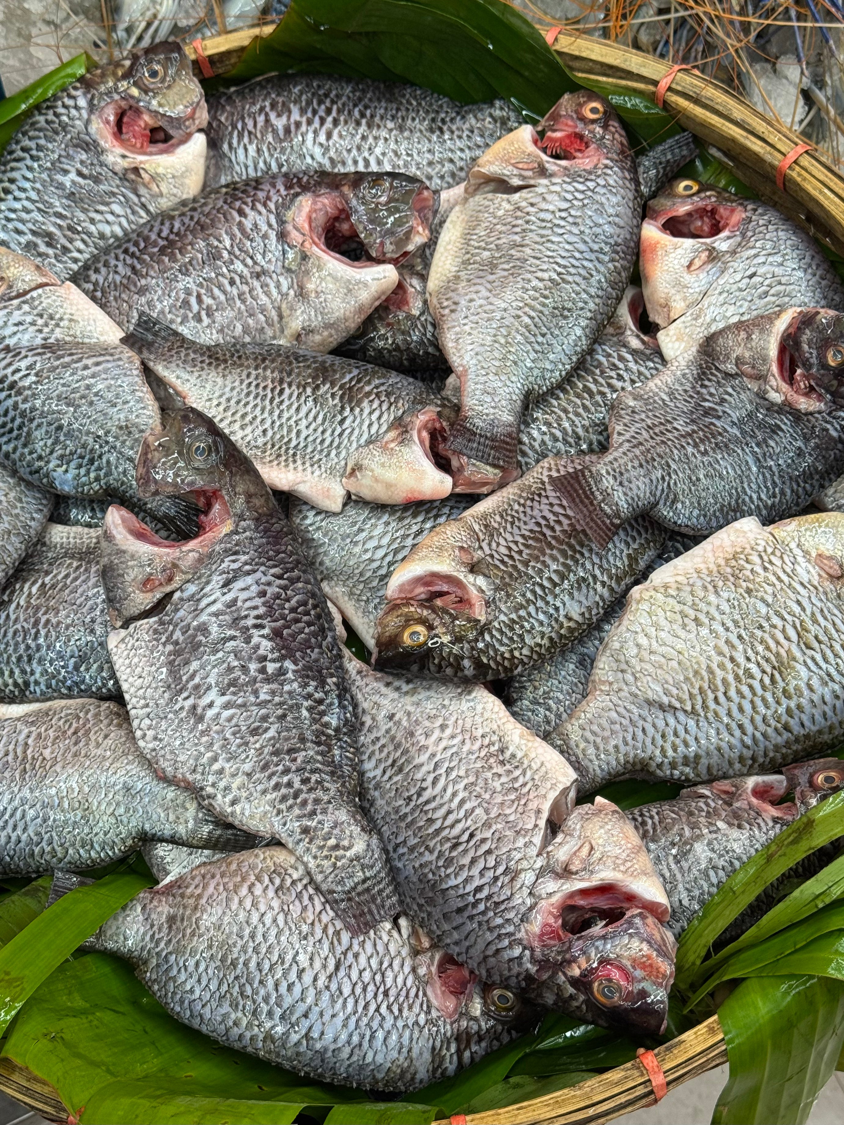 (প্রি-অর্ডার বুকিং - ডেলিভারি টাইম ৭ দিন) সুন্দরবন কেন্দ্রিক উপকূলীয় খালের তেলাপিয়া মাছ