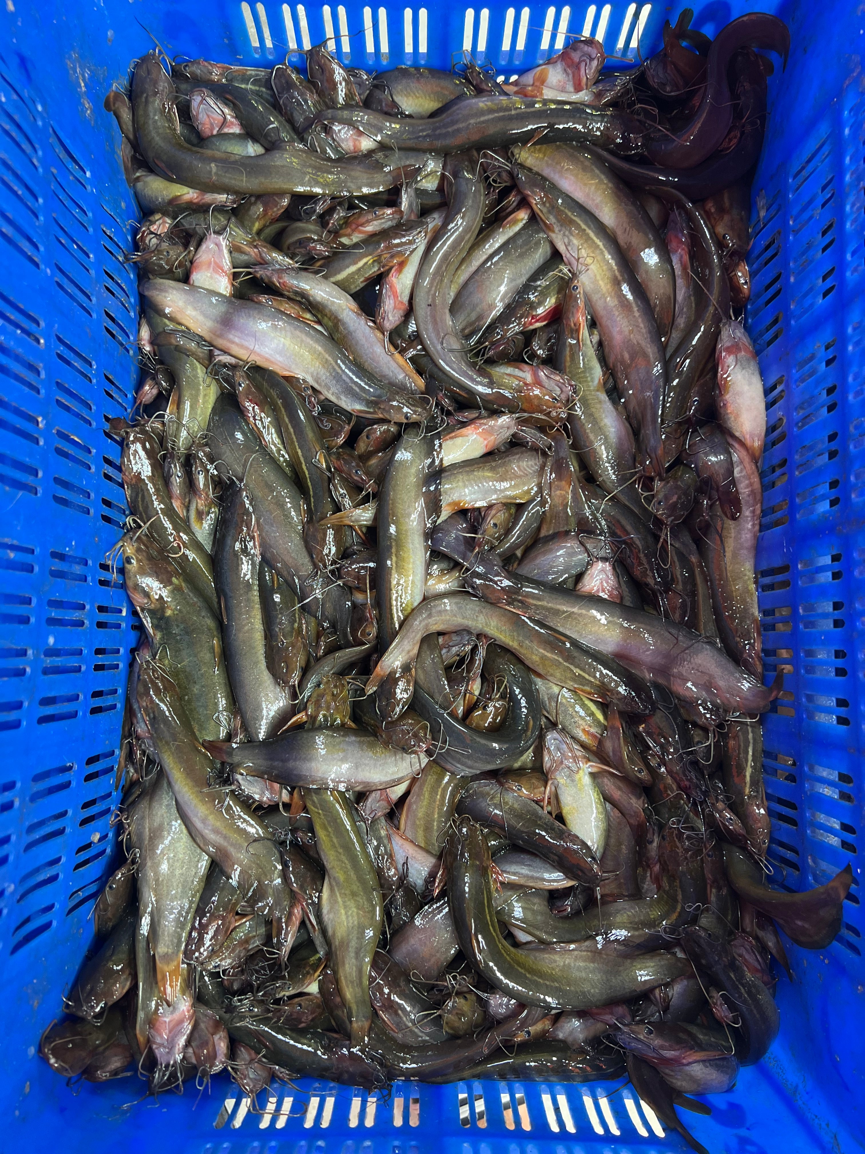 দেশি শিং মিক্সড সাইজ