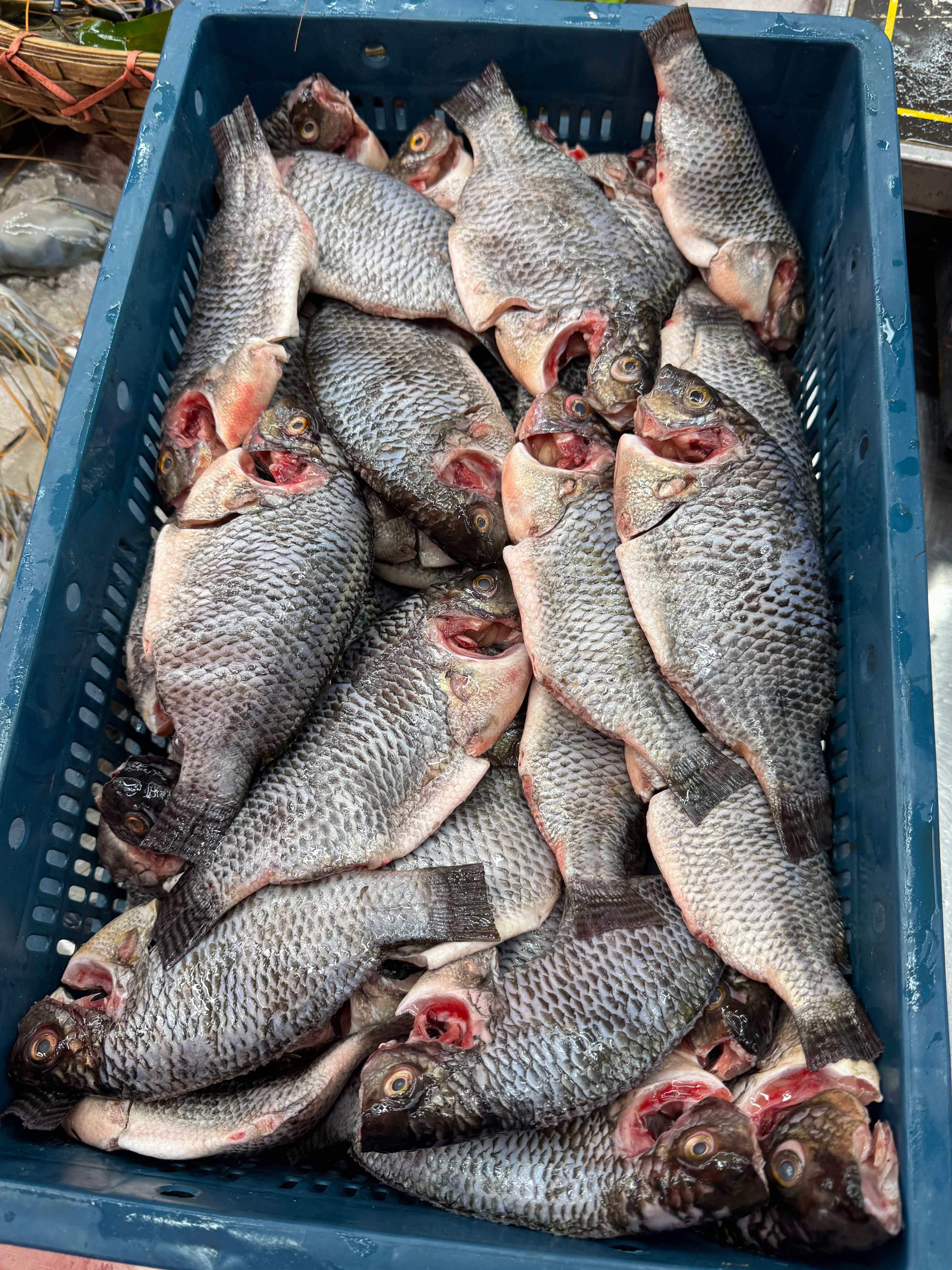 (প্রি-অর্ডার বুকিং - ডেলিভারি টাইম ৭ দিন) সুন্দরবন কেন্দ্রিক উপকূলীয় খালের তেলাপিয়া মাছ