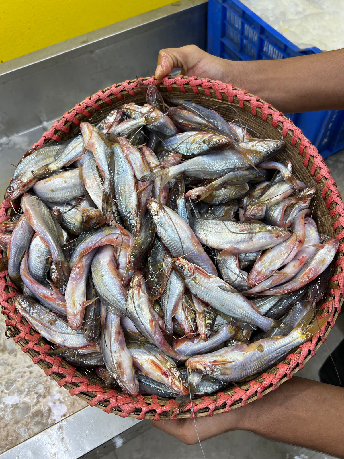 নদীর গুলশা রেগুলার সাইজ