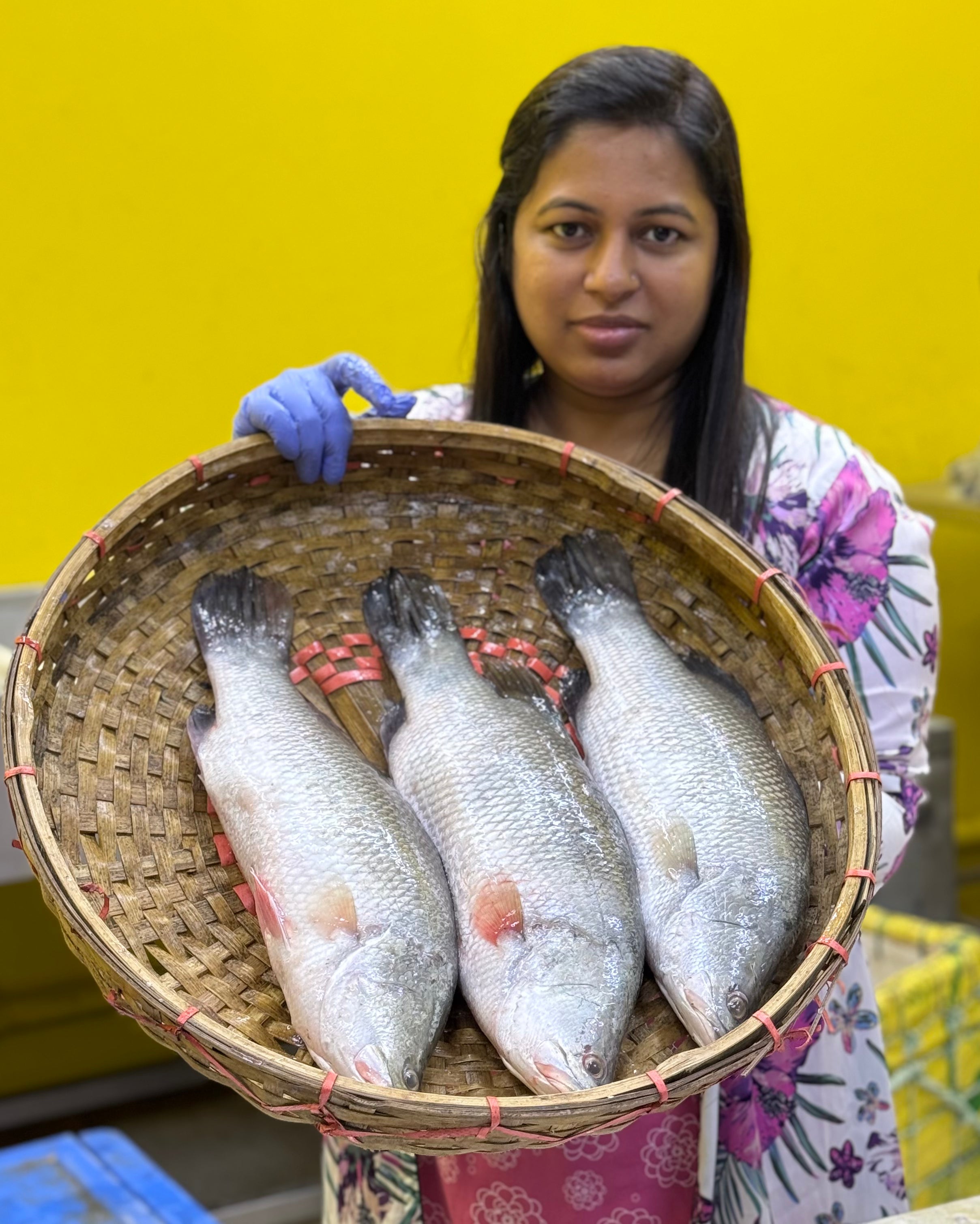 মোংলার ভেটকি কোরাল এক কেজি সাইজ পারকেজি অফার প্রাইস 970/-