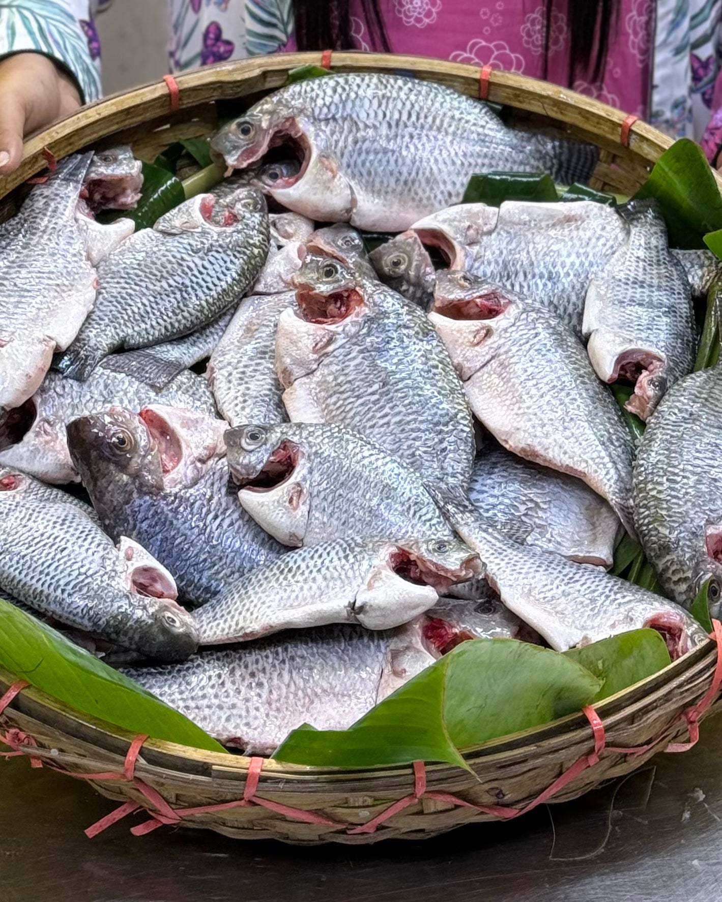 (প্রি-অর্ডার বুকিং) সুন্দরবন কেন্দ্রিক উপকূলীয় খালের তেলাপিয়া মাছ