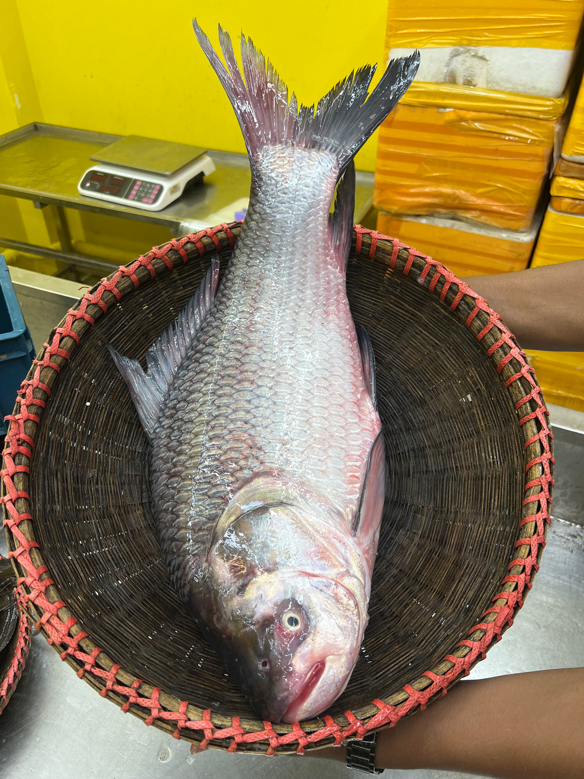 রাজশাহীর কাতল- (পুকুর/দিঘী) ৪ কেজি প্লাস সাইজ পারকেজি ৬৬০/-