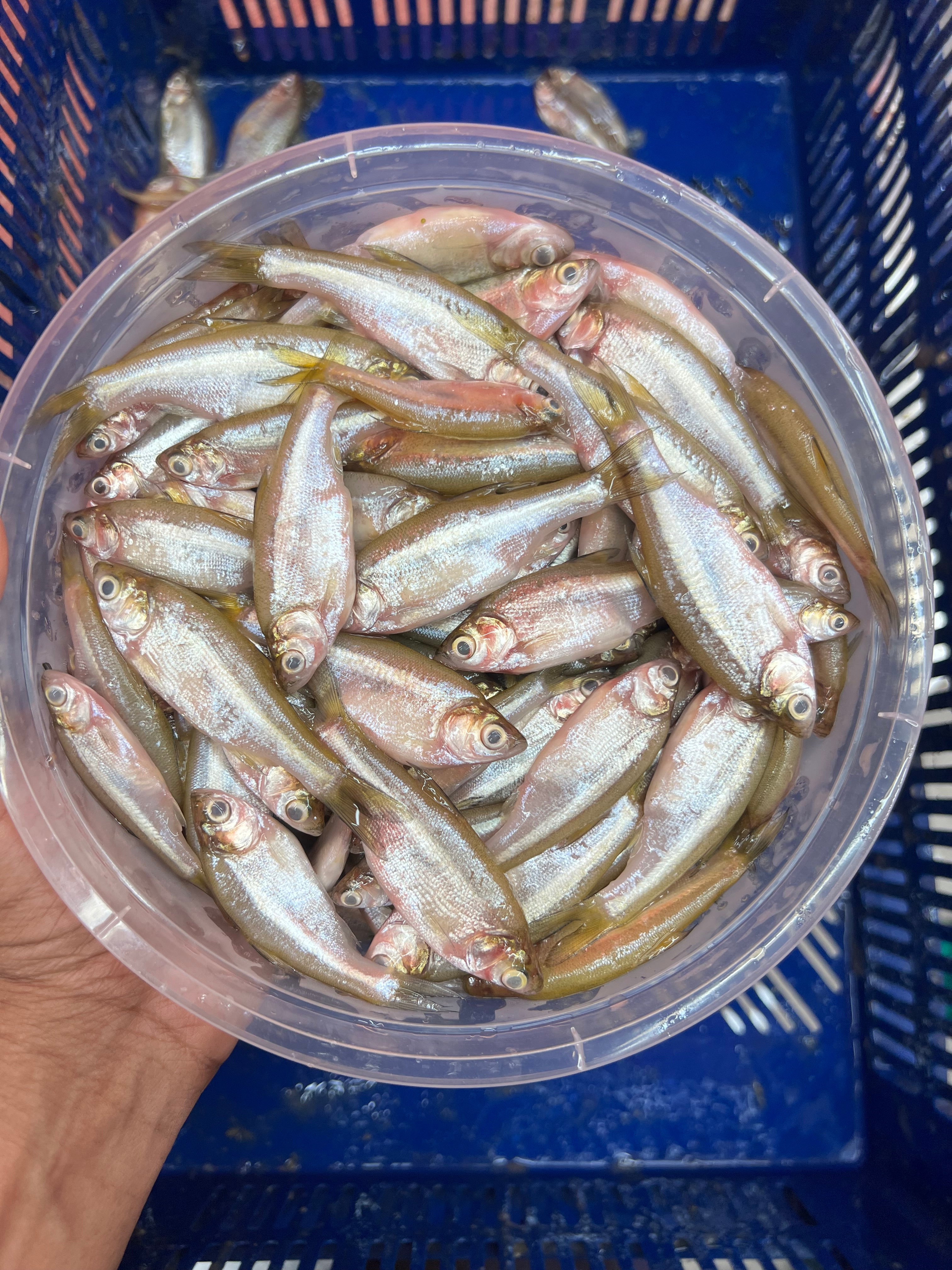 নদীর মলা মাছ মিক্সড সাইজ