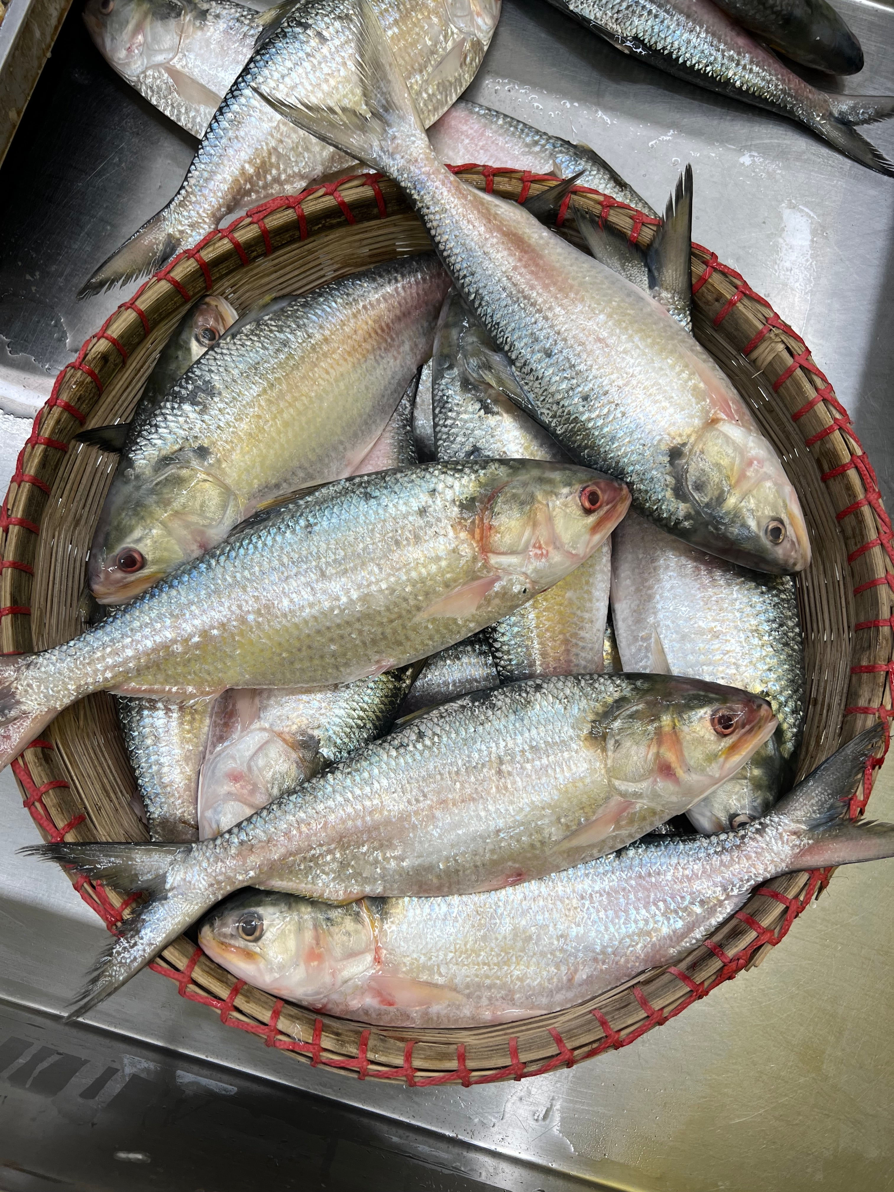 চাঁদপুরের লোকাল ইলিশ- ৪০০/৫০০ গ্রাম সাইজ পারকেজি ২০৮০/- (নিউ অফার প্রাইস পারকেজি ১৯০০/- )