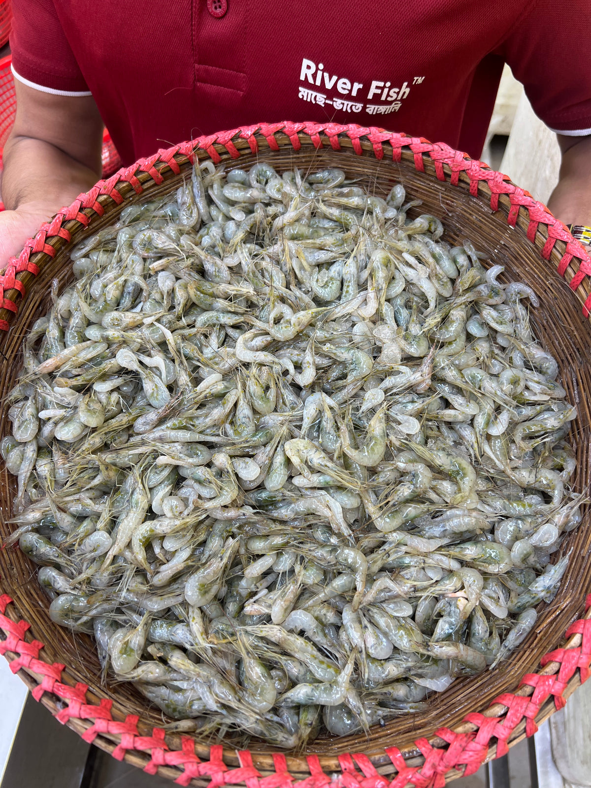 নদীর কইচ্যা চিংড়ি মিক্সড সাইজ