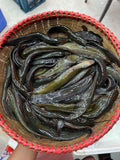 বিলের দেশি শিং ছোট সাইজ