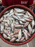 দেশি পুটি রেগুলার সাইজ