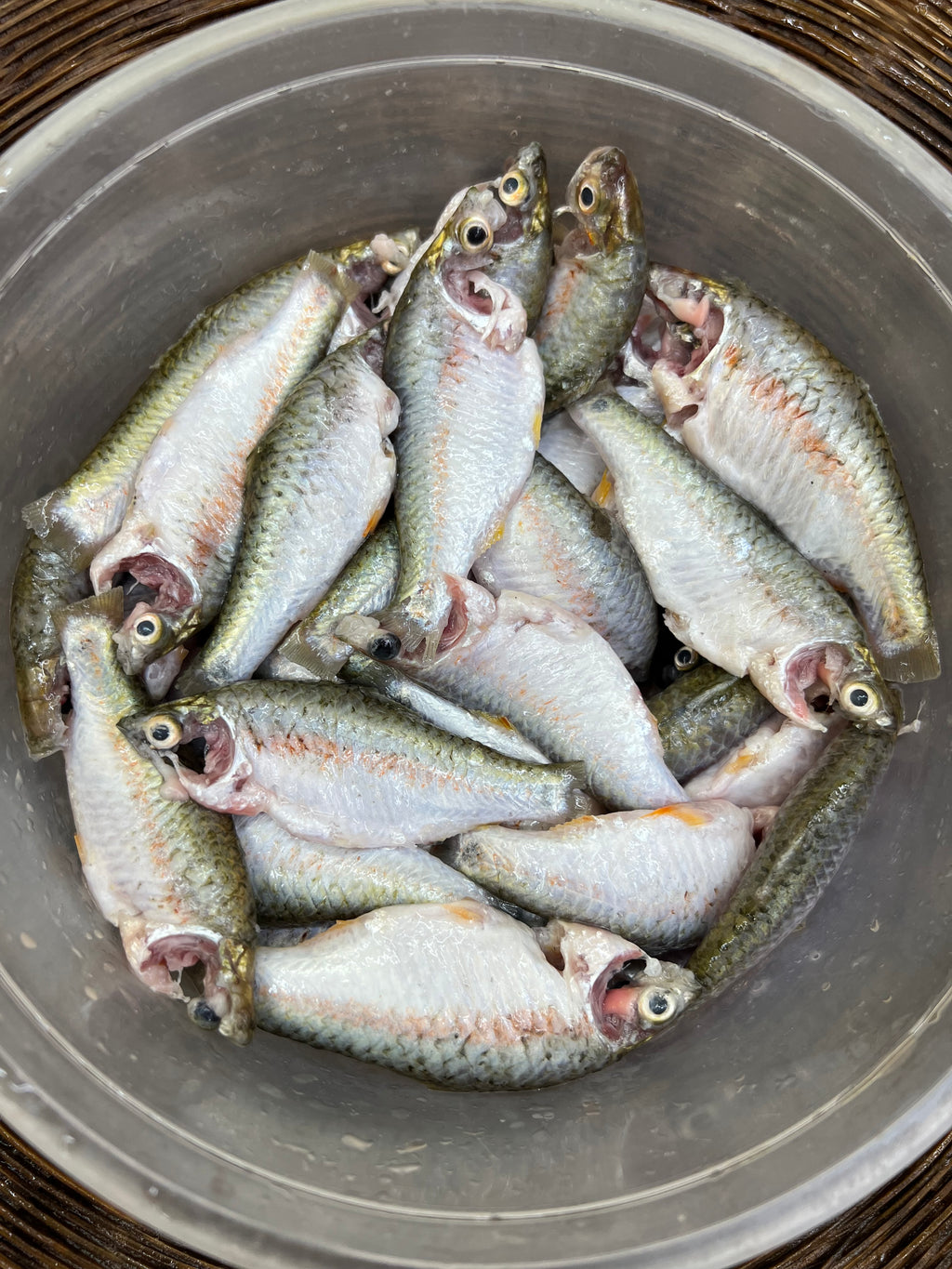 দেশি পুটি রেগুলার সাইজ