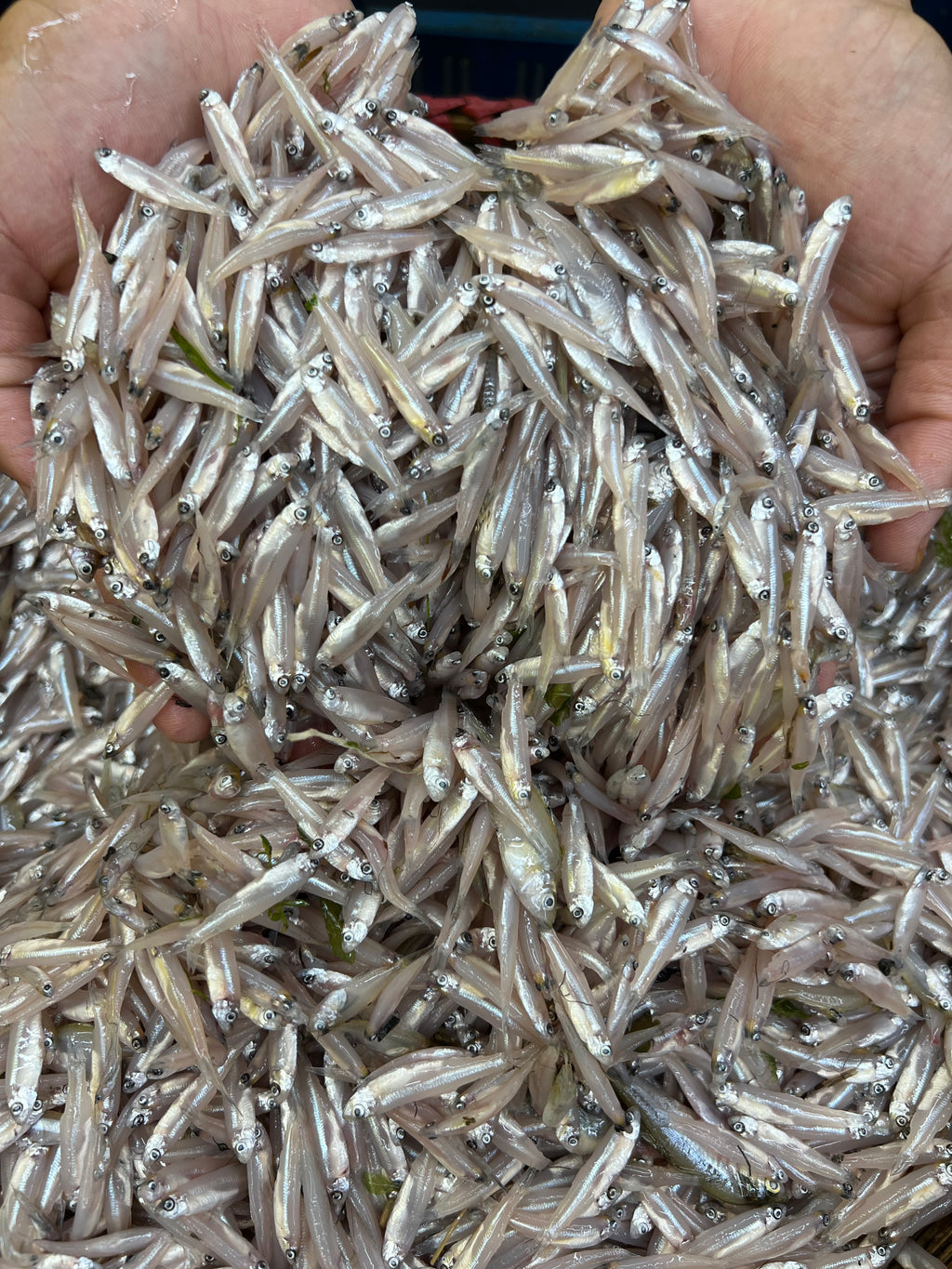 নদীর কাচকি