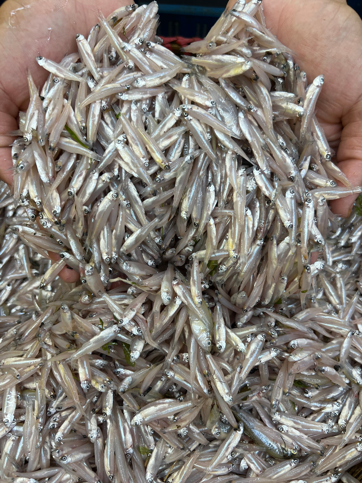 নদীর কাচকি