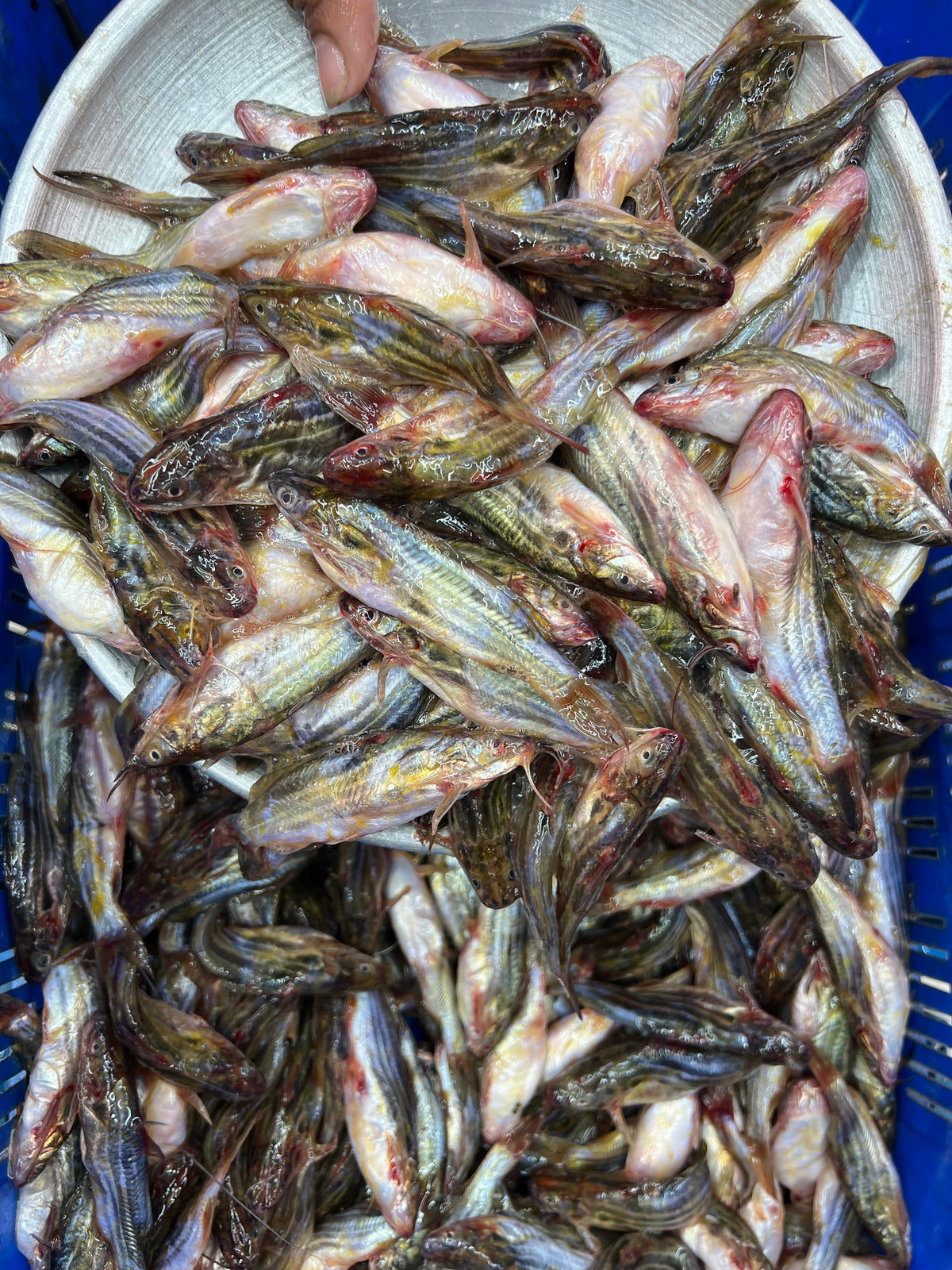 নদীর মধু টেংরা