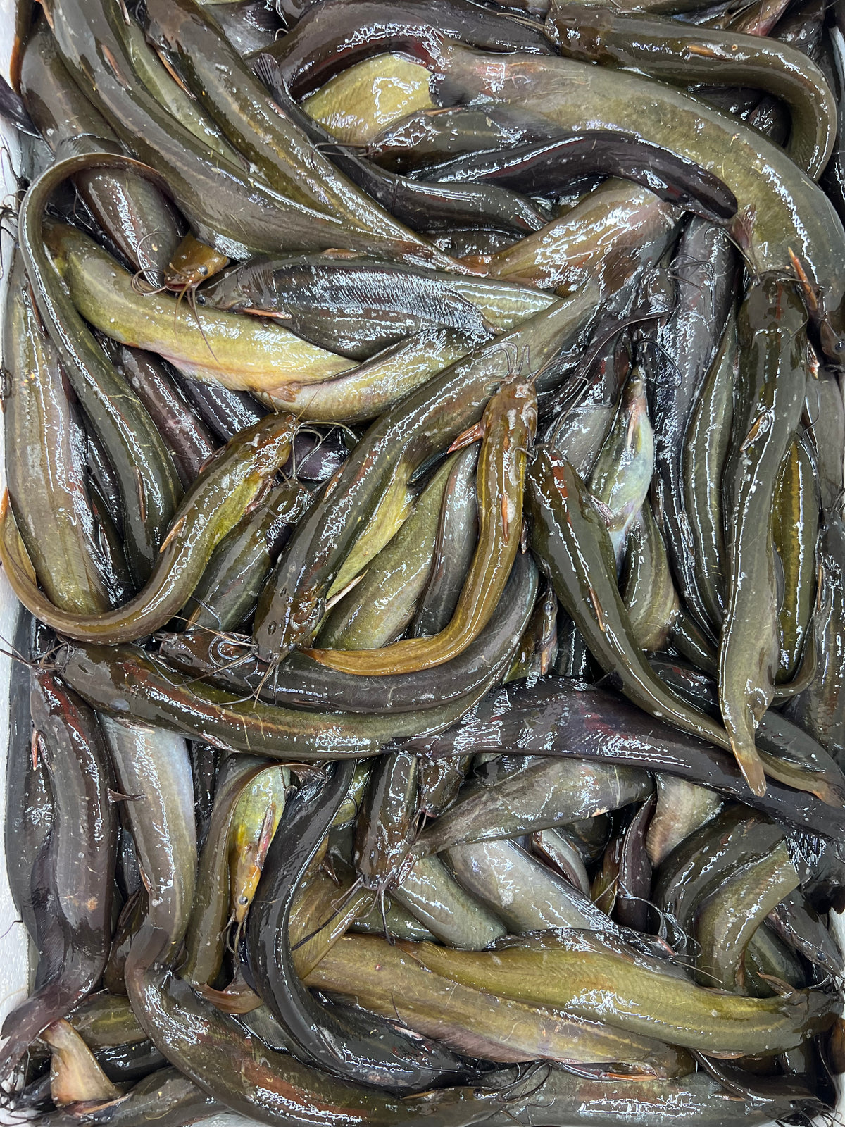 বিলের দেশি শিং ছোট সাইজ