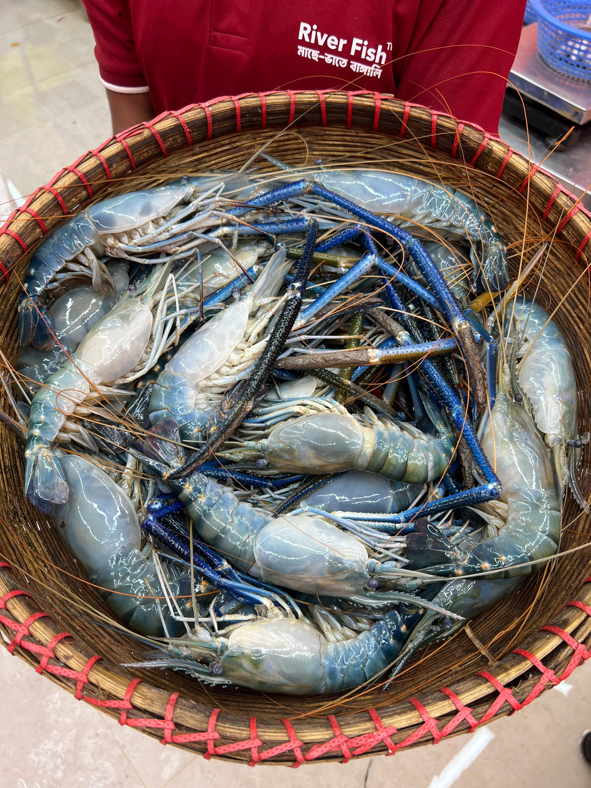 মোংলার গলদা (৫/৭ পিসে কেজি সাইজ)