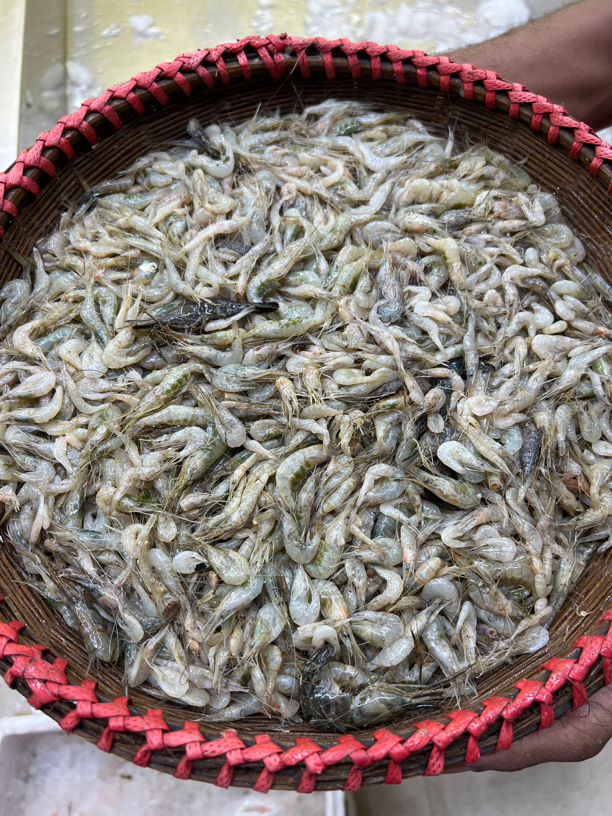 নদীর কইচ্যা চিংড়ি মিক্সড সাইজ
