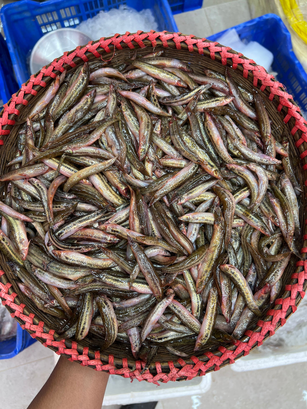 নদীর গুতুম মাছ