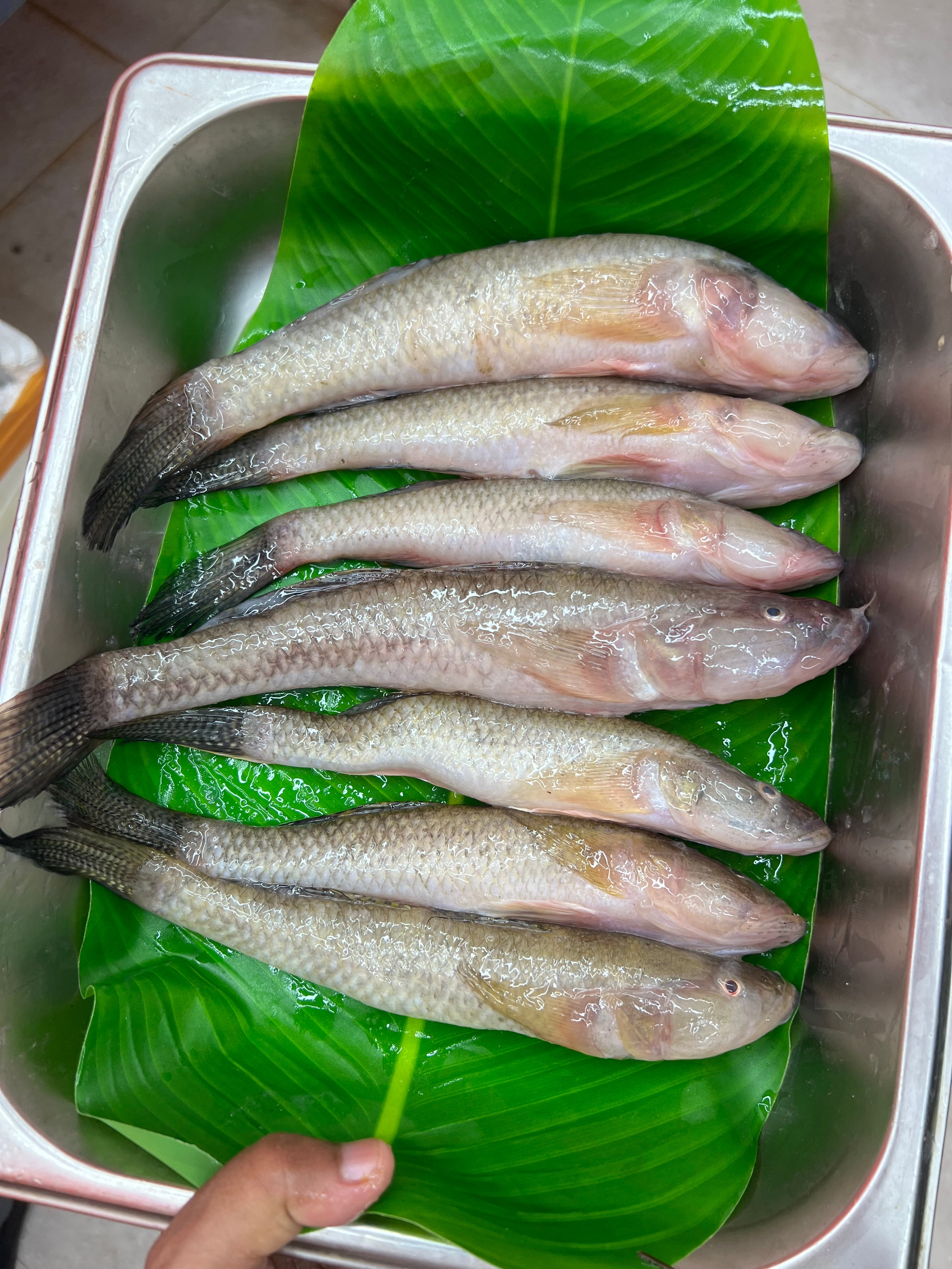 নদীর বেলে বড় সাইজ ৬/১০ পিসে কেজি