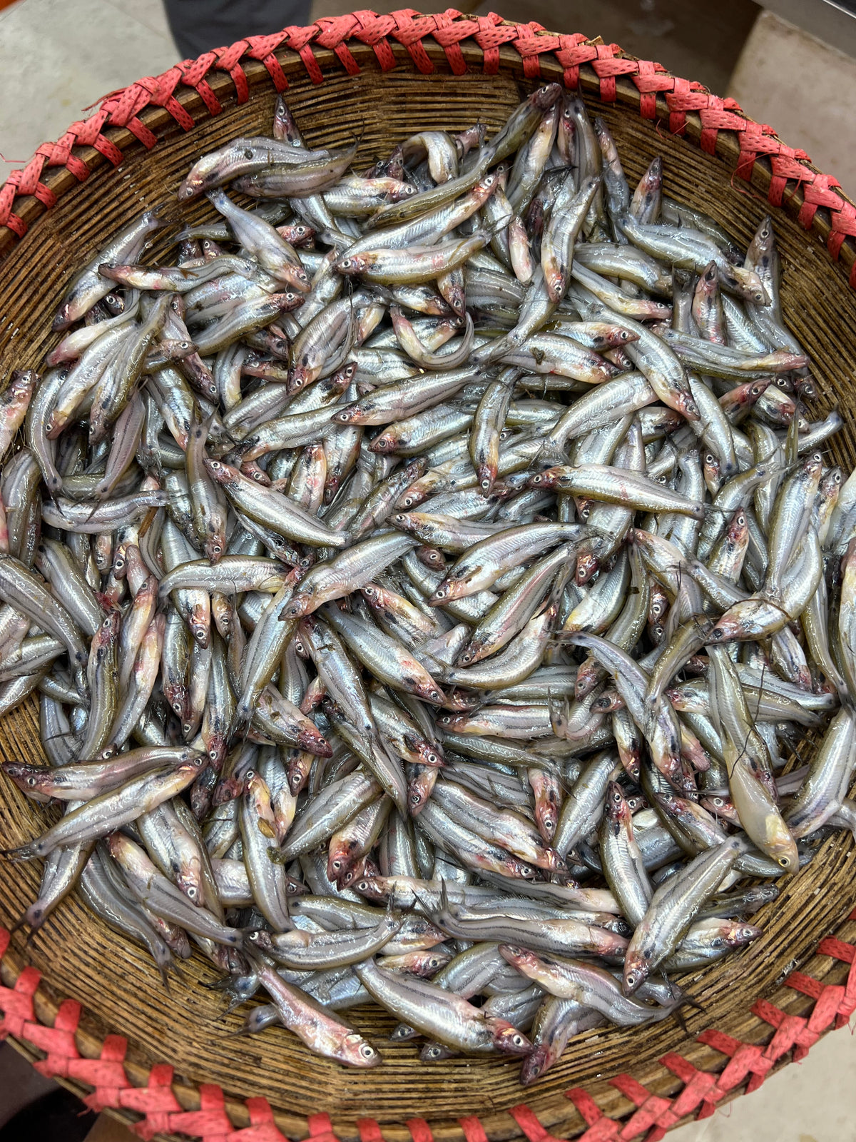 কিশোরগঞ্জের ধনু নদীর বাতাসি মাছ