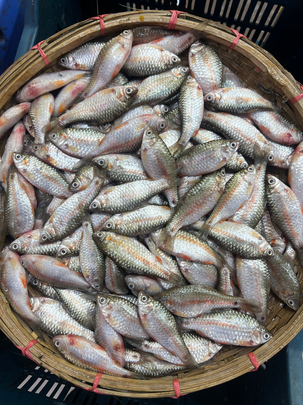 দেশি পুটি রেগুলার সাইজ