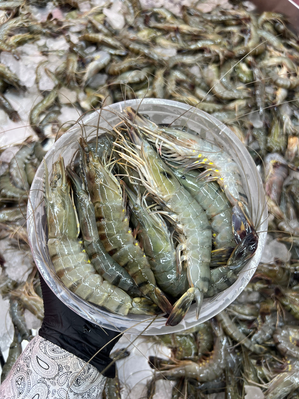 বাগদা চিংড়ি (২৫/৩০ পিসে কেজি সাইজ)
